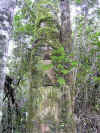 HIAMpoachednest_PalodeAgua.JPG (82806 bytes)