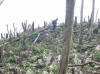 bosque recién cortado en Las Abejas
