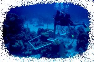 Jeannette doing underwater transect in Baha