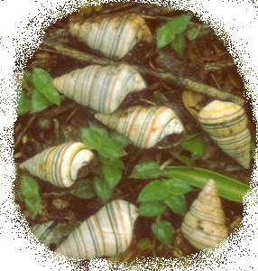 caracol terrestre Ligus / land snail Ligus