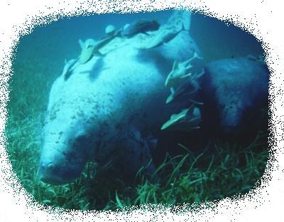 manat� antillano y su cr�a  cerca de Bah�a. Foto: Carlos Diez / West Indian manatee and calf near Bah�a. Picture: Carlos Diez  