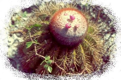 cactus melon espinoso / spiny mellon cactus