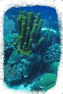 arrecife de coral / coral reef