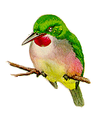 Todus subulatus
