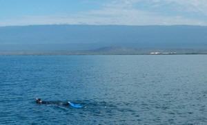swimmer conducting turtle census near Cabo Rojo