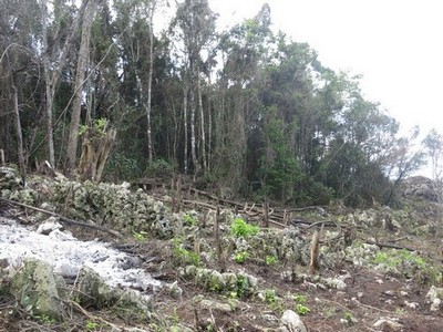 corte reciente en Las Abejas