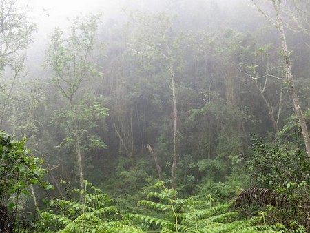 bosque nublado de Los Arroyos