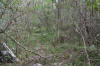 bosque Los Teleses
