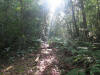 bosque Las Abejas