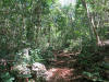 El Mogote - bosque