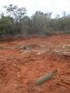 las huellas de bulldozer estan frescas